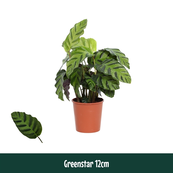 Calathea Greenstar