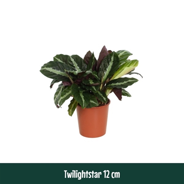 Calathea Twilightstar 