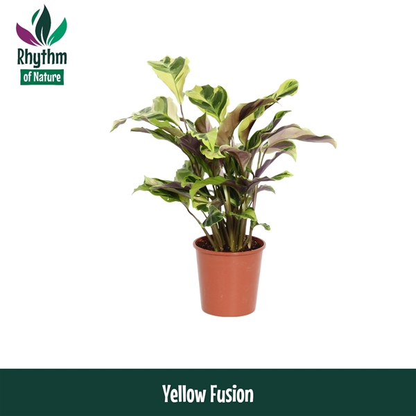 Calathea Yellow Fusion 