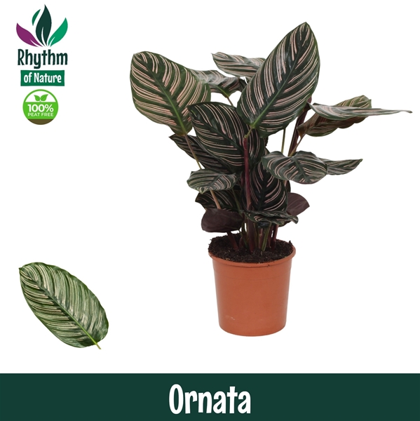 Calathea Ornata