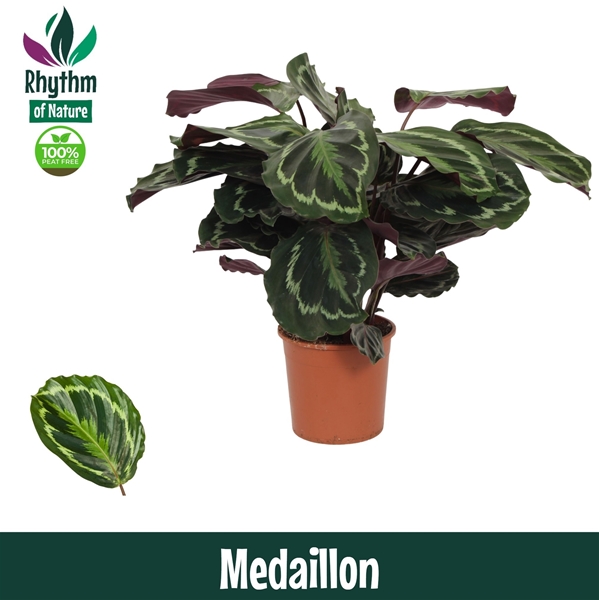 Calathea Medallion