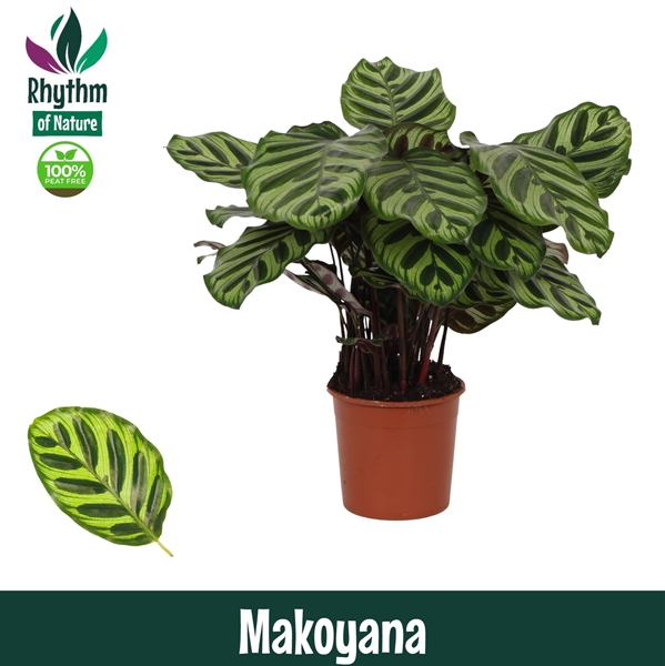 Calathea Makoyana