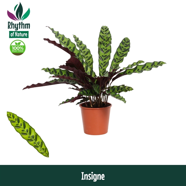 Calathea Insigne 