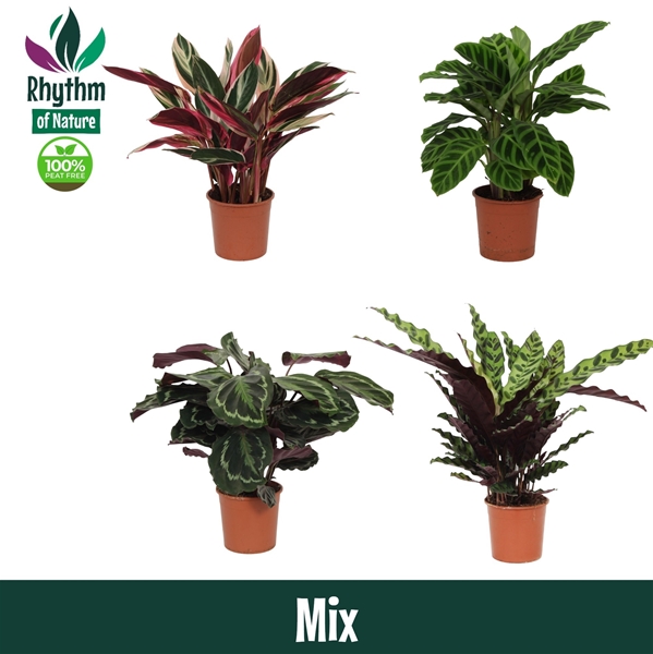 Calathea Mix
