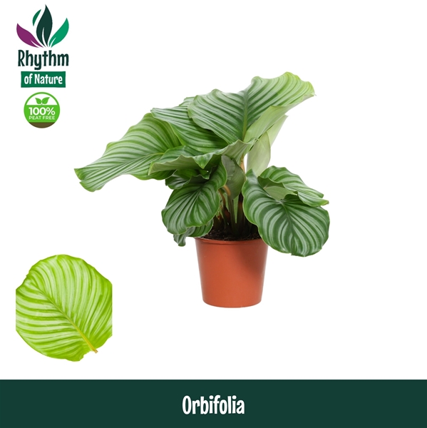 Calathea Orbifolia