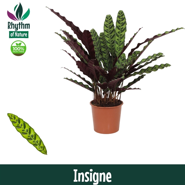 Calathea  Insigne