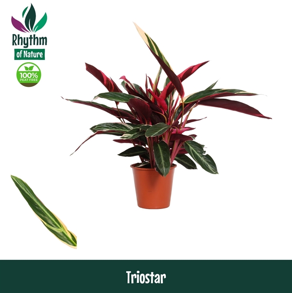 Calathea  Triostar