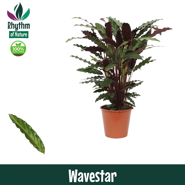 Calathea  Wavestar 