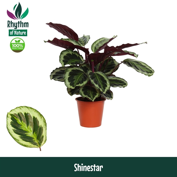 Calathea  Shinestar