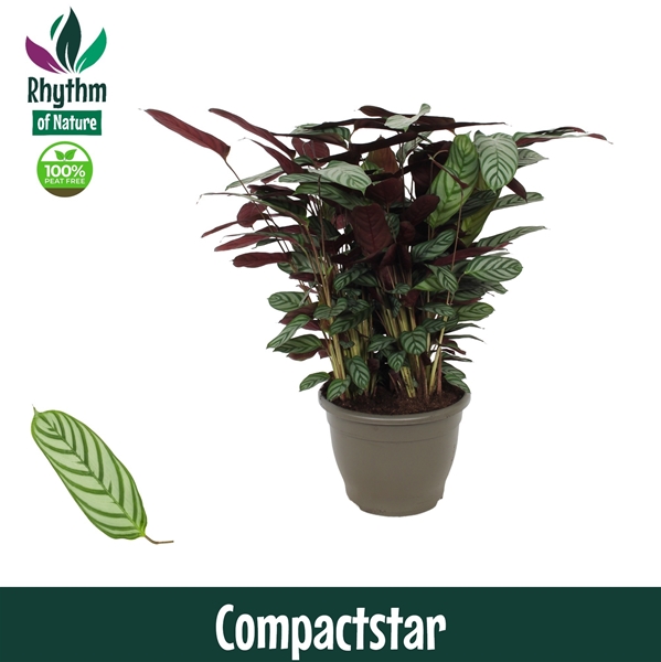 Calathea Compactstar