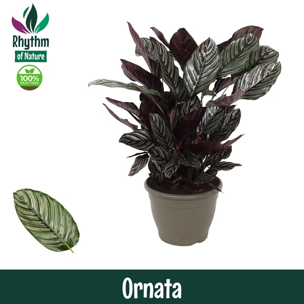 Calathea Ornata 
