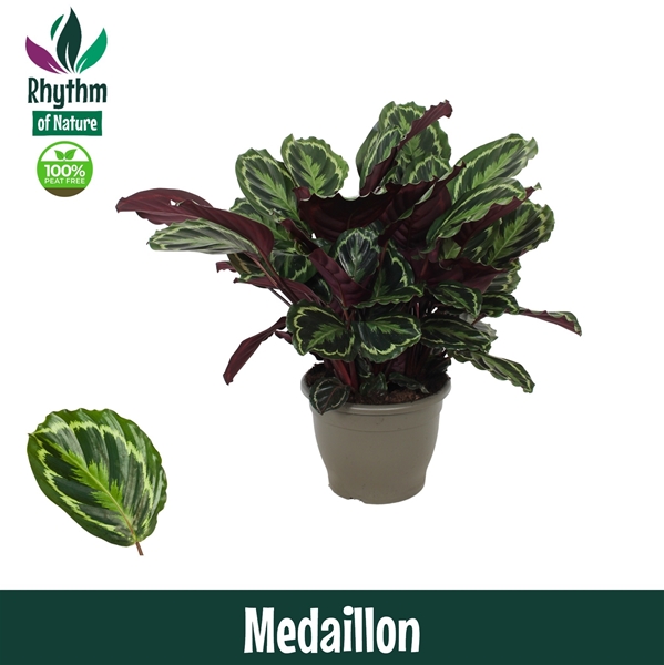 Calathea Medallion
