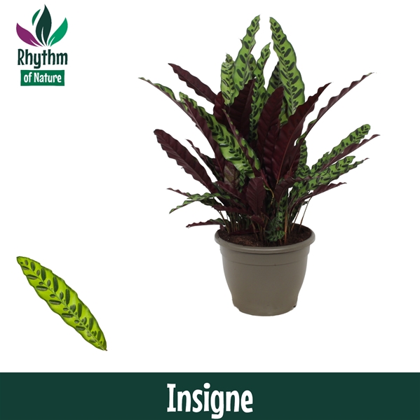 Calathea Insigne
