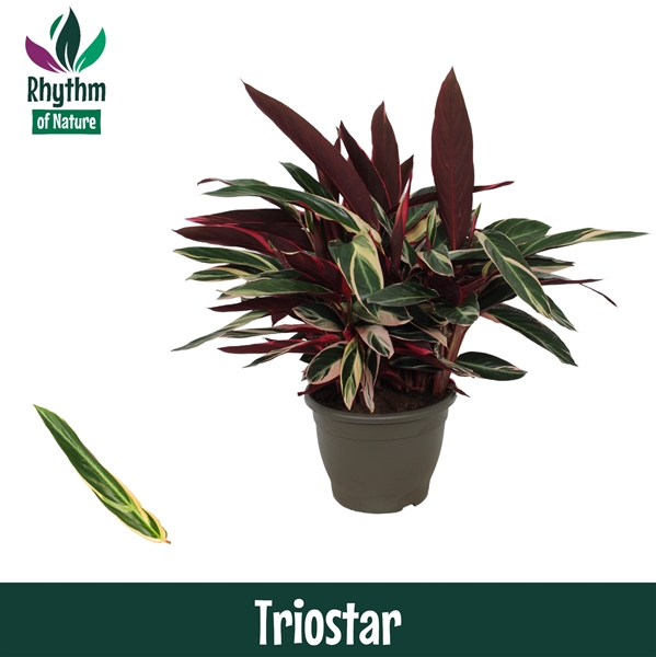 Calathea Triostar
