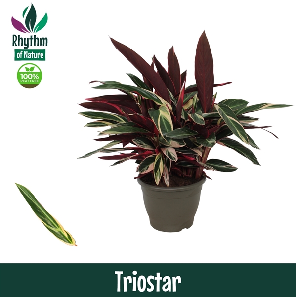 Calathea Triostar