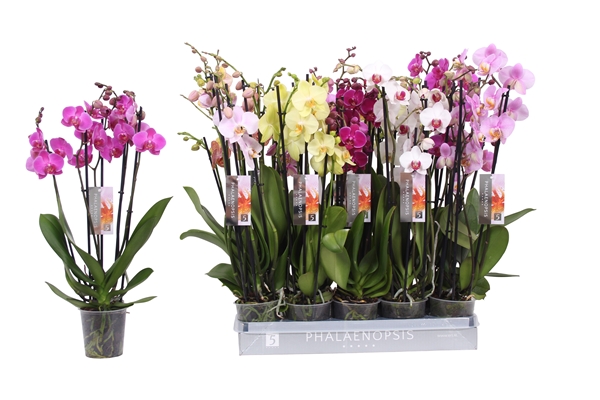 Phalaenopsis 5-t Mixtray 30+