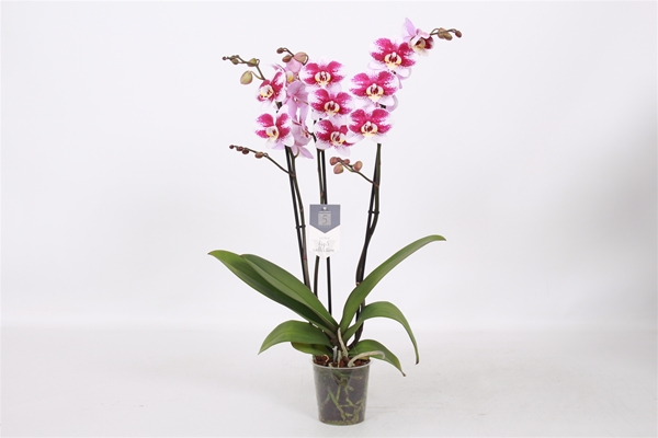 Phalaenopsis 3-t Barcelona