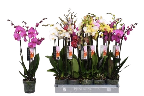 Phalaenopsis 4-t Mixtray 25+