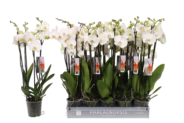 Phalaenopsis 4-t Weiss 25+