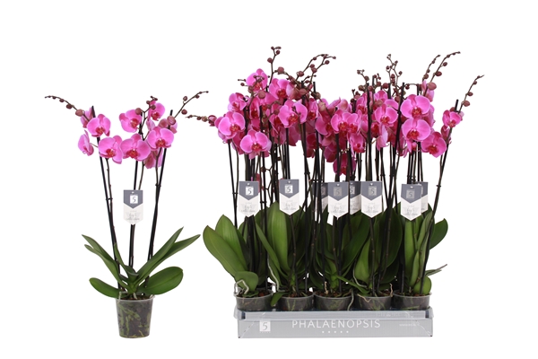 Phalaenopsis Popstar 3-t