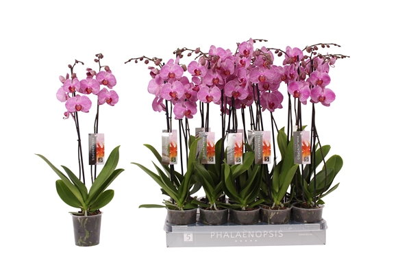 Phalaenopsis 2-t Prague
