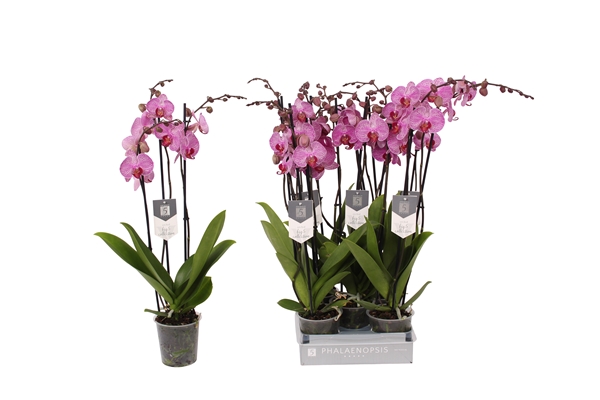 Phalaenopsis 3-t Prague
