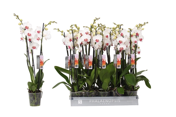 Phalaenopsis 3-t Red Lips