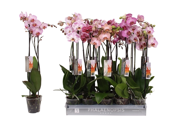 Phalaenopsis 2-t Spezial Mixtray
