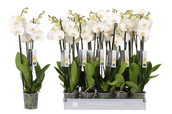 Phalaenopsis 3-t White World