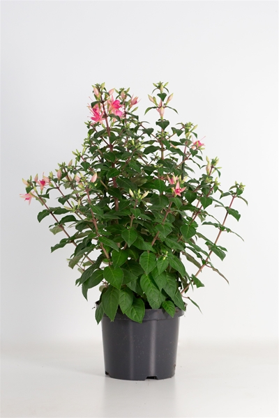 Fuchsia Walz Jubelteen