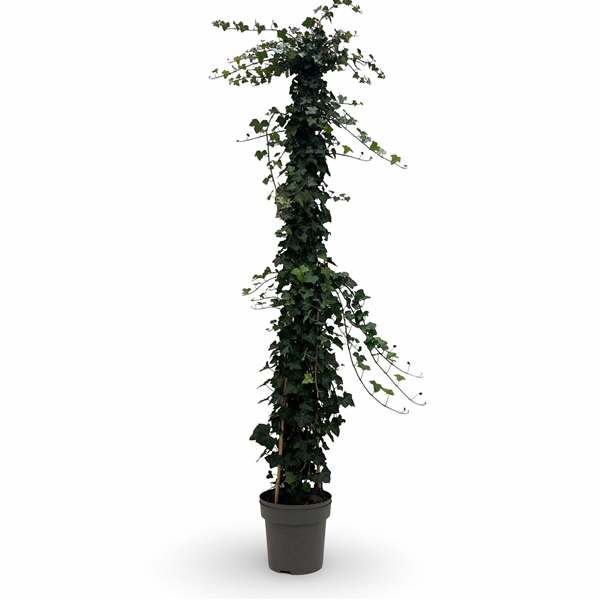 Hedera hibernica