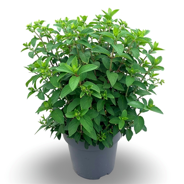 Hydrangea Paniculata Bobo