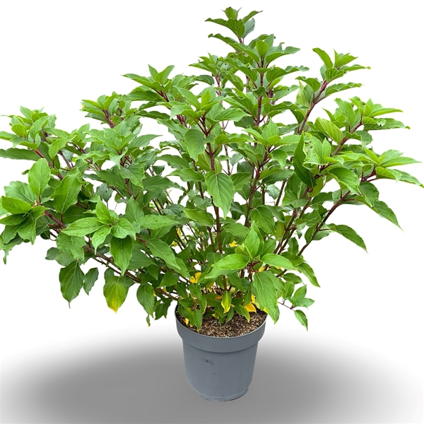Hydrangea Paniculata Kyushu