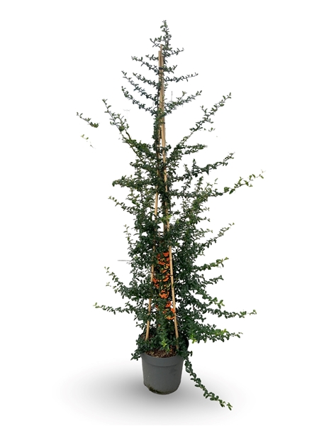 Pyracantha saphir Orange