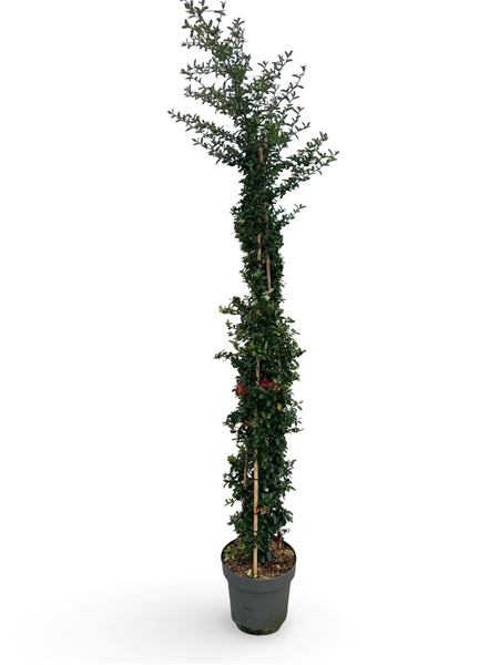 Pyracantha saphir Rouge