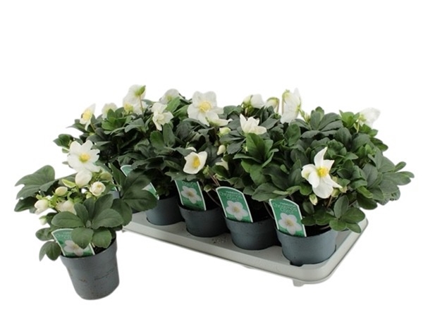 Helleborus Christmas Carol L