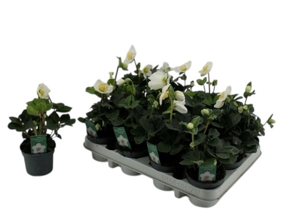 Helleborus Christmas Carol L