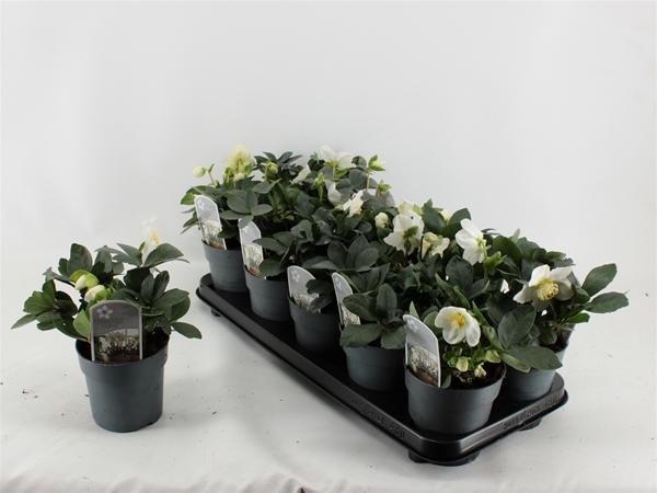 Helleborus Christmas Carol M