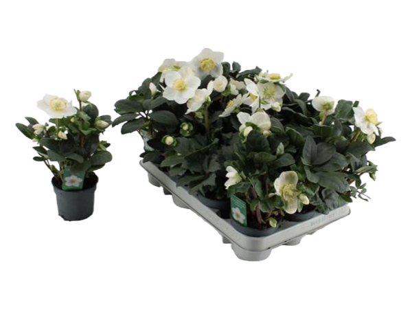 Helleborus Christmas Carol XL