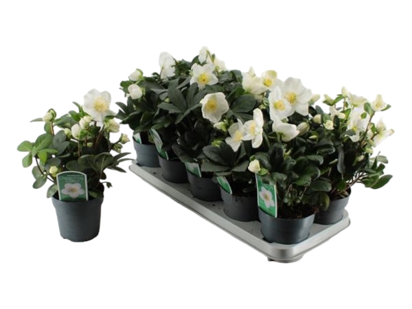 Helleborus Christmas Carol XL