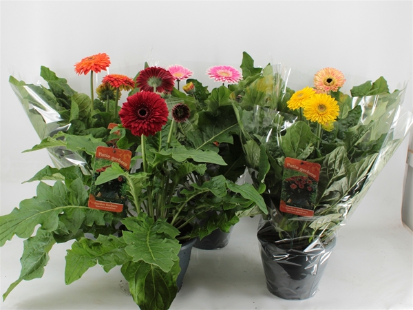 Gerbera Patio XXL Mix