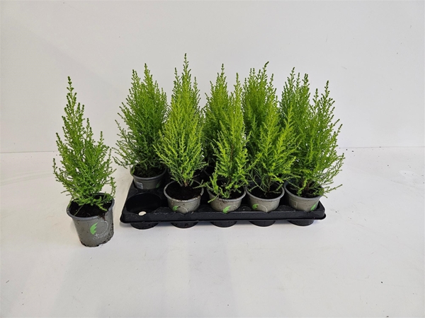 Cupressus Macrocarpa Goldcrest Wilma