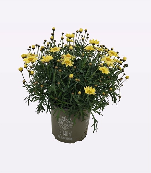 Argyranthemum Frutescens Simba Gelb