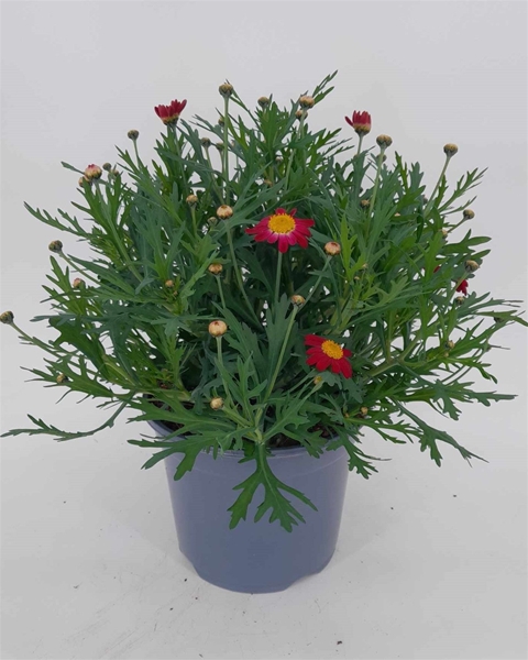 Argyranthemum Frutescens Simba Red