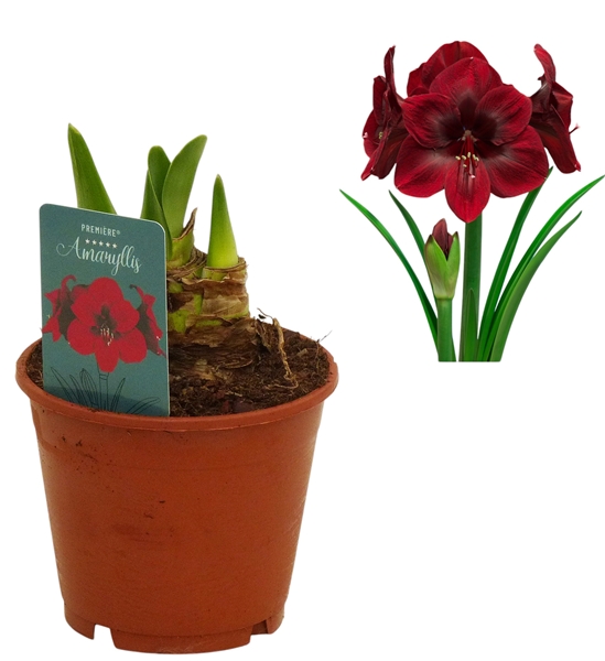 Hippeastrum 3-kn Premiere