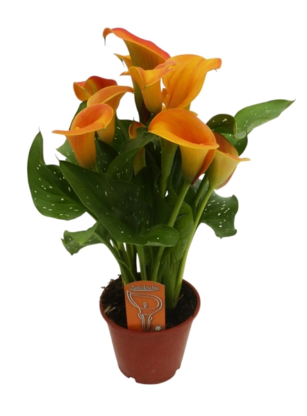 Zantedeschia Orange