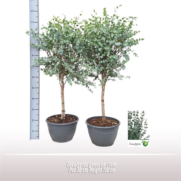 Eucalyptus Gunnii Stam