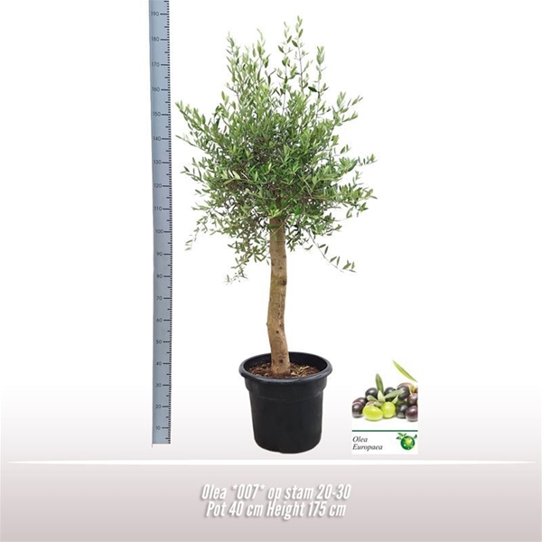 Olea  Stam 007