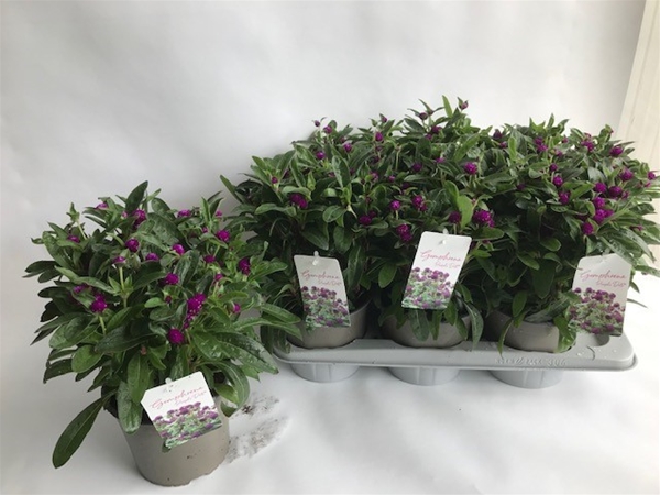 Gomphrena Purple Dots