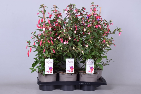 Fuchsia Pyramide Mixtray